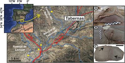 The puzzling influence of Ophiomorpha (trace fossil) on reservoir porosity: X-ray microtomography analysis